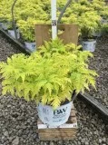 Buy Lemony Lace Elderberry Plant - 3 Gallon Pot