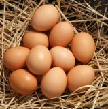 Farm Fresh Eggs for Sale 3.50 Dozen in  Lithia-Pinecrest Area