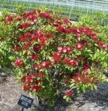 Buy Raspberry Glow Mountain Laurel Plant - 2 Gallon