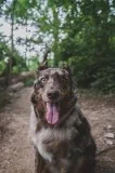 My 11 year old puppy
