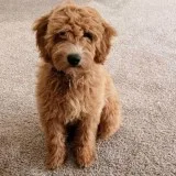Golden doodle puppies
