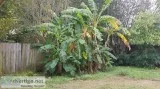 Estimate to Cut Down and Remove Residential Trees