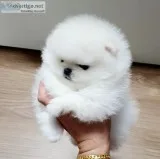 Well Trained Gorgeous Pomeranian Puppies Available