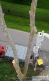 Tree removal service in port perry