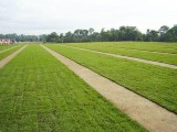 Turf Suppliers Sydney  Affordable Artificial Turf