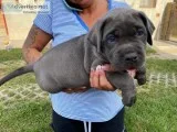 Home Raised Cane corso Puppies Ready
