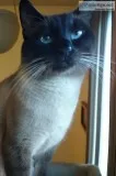 Amazing siamese stud service
