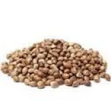 Strawberry Kush Feminized Seeds