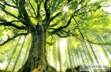 Learn Some Tree Care Myths Here