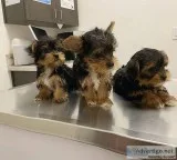 yorkie male and female for sale