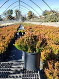 Buy Calluna vulgaris Winter Chocolate Heather - 1 Gallon