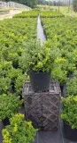 Green Velvet Boxwood Shrub for Sale - 3 Gallon Pot