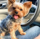 yorkie male and female fo