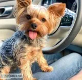yorkie male and female fo