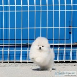 Good Looking Pomeranian Puppies for adoption