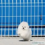 Good Looking Pomeranian Puppies for adoption