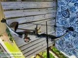 Compound bow PSE Nova LH