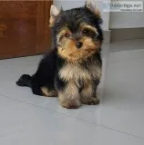 Adorable Tiny Teacup Yorkie puppies available