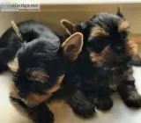rehoming yorkie puppies avaliable