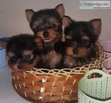 Purebreed Yorkie Puppies For Loving Home