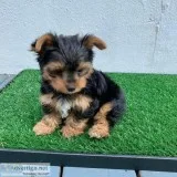yorkie male and female for salea