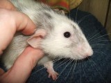 Affordable Rat Removal in Atlanta