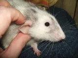 Affordable Rat Removal in Atlanta