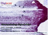 Histopathology slides
