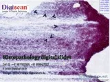 Histopathology slides