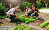 Lawn Service in Los Angeles - LOS ANGELES LANDSCAPING