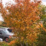 Buy Autumn Brilliance Serviceberry Tree - 3 Gallon