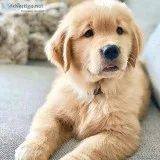 Golden Retriever Puppies