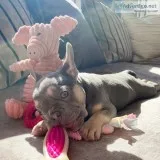 Meet bella mini french bulldog ( girl )