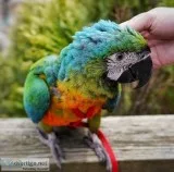 Gold and blue macaw for sale