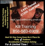 Obedience training 2-dogs 