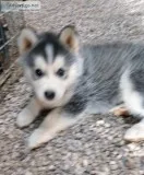 Siberian Husky Puppies Purebred