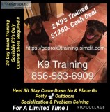 Dog training obedience and more