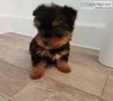 yorkie male and female for sale