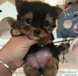 Cute Yorkie puppies
