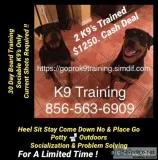 Controlling your dogs