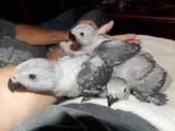 Buy blue and gold macaw, african greys and others