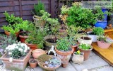 Buy Pots and Planters Online in India With Attractive Interest R