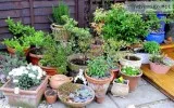 Buy Pots and Planters Online in India With Attractive Interest R