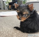 Cute yorkie puppies