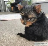 Cute yorkie puppies