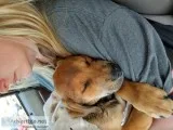 Boxer mix puppies