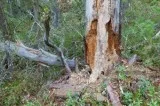 How to Tell if a Tree is Dead - Scott s Landscaping