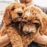 Golden doodle puppies