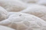 Bed Bug Treatment Services in Oakland County