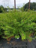 Shop Early Amethyst Beautyberry Tree - 3 Gallon Pot